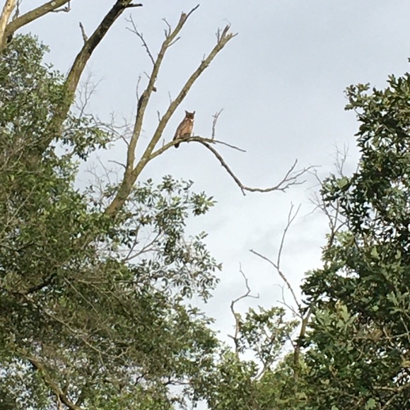 👋 Hi, I’m Susan. Birding beekeeper - Picture 11 of 16